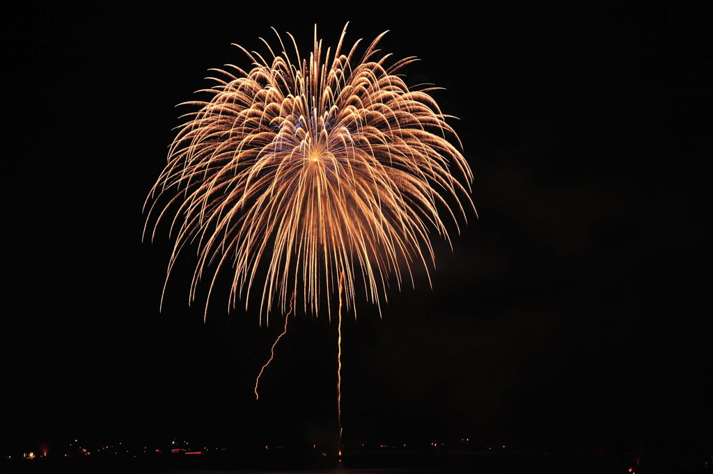 Hanabi　chrysanthemum