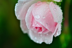 雨 と バラ 6