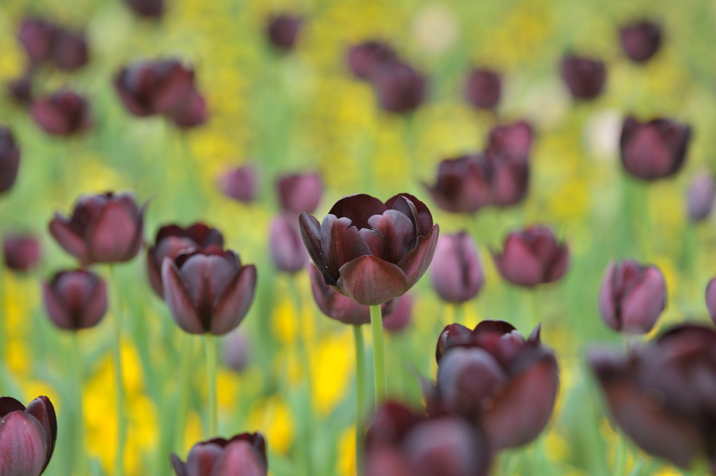 Tulip