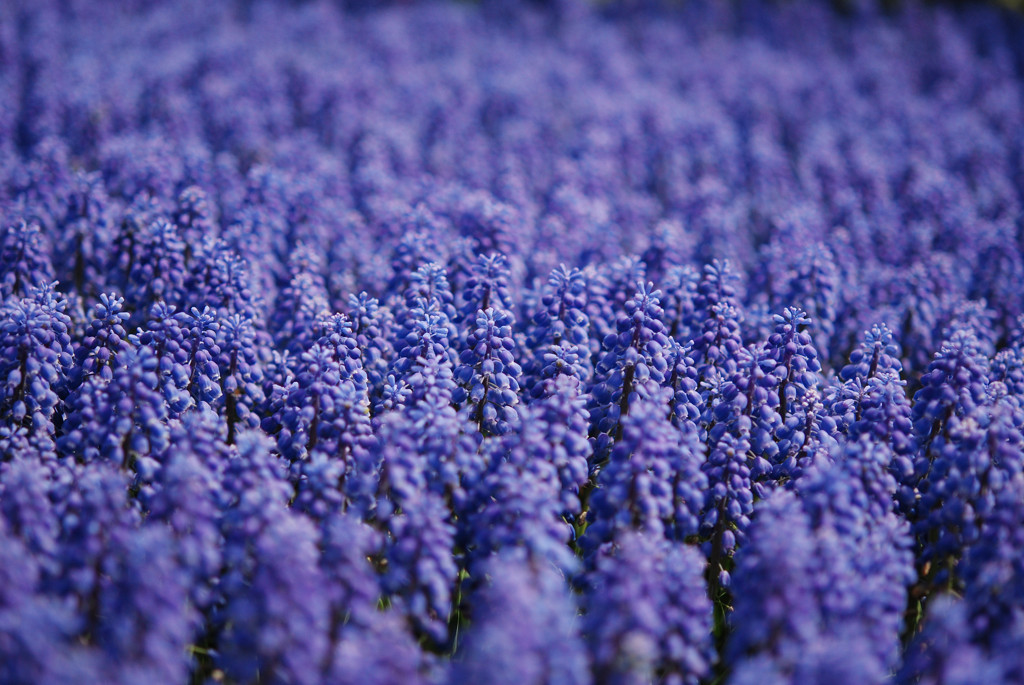Muscari　Muscari