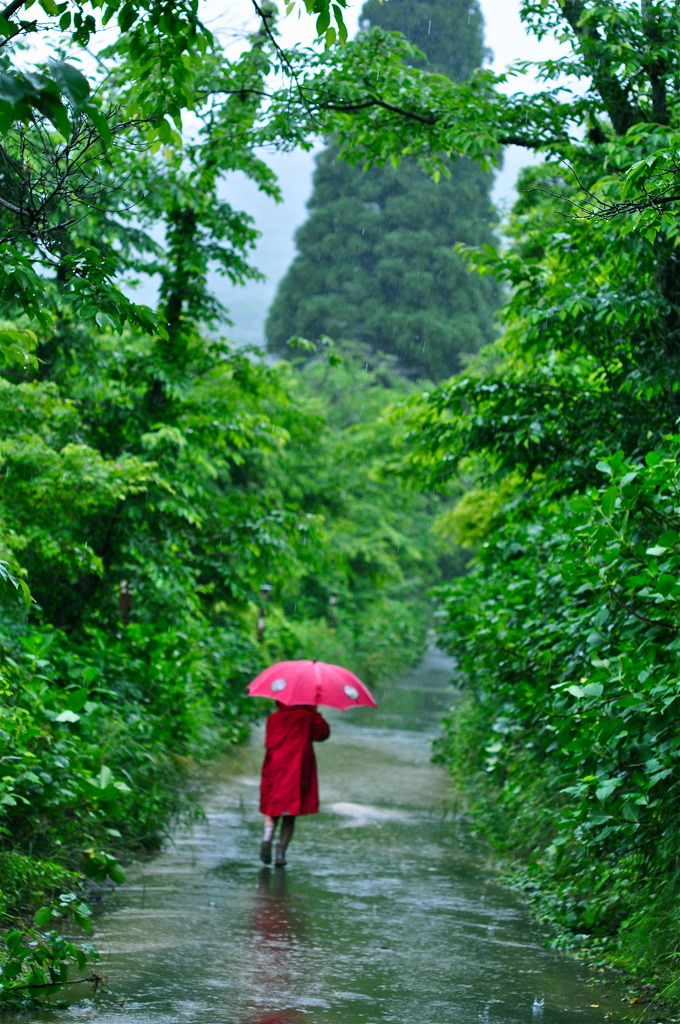 雨 の 小道