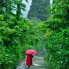 雨 の 小道