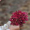 森 の 香り