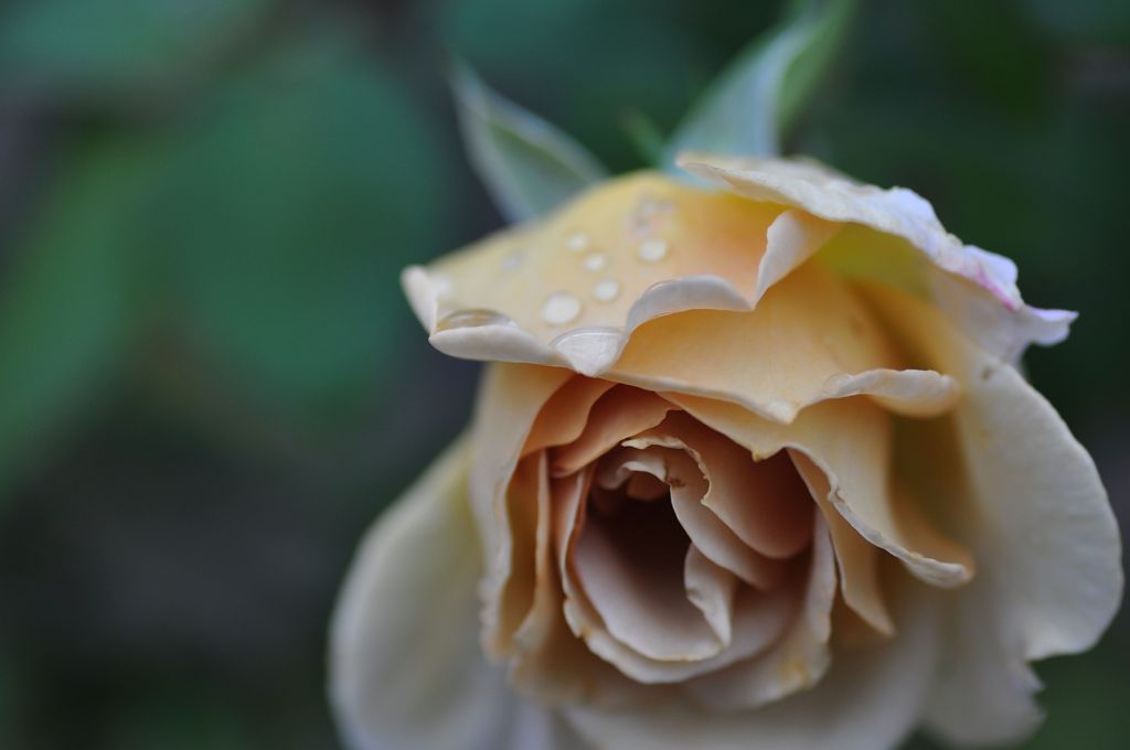 マロンイエローのバラ By Np Rc Ym Id 写真共有サイト Photohito