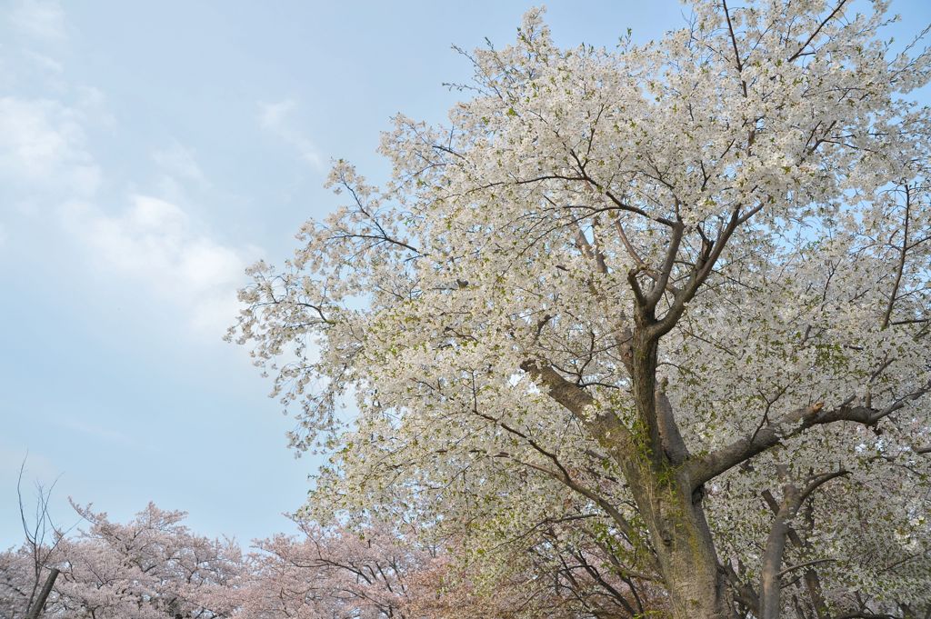大きな 桜