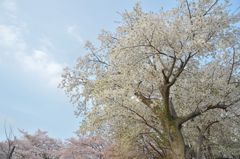 大きな 桜