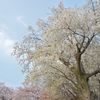 大きな 桜