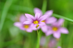 小さな花