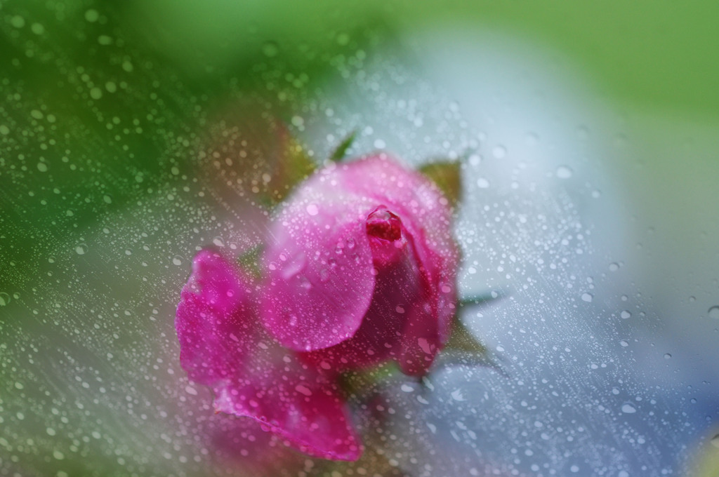 雫とバラと雨