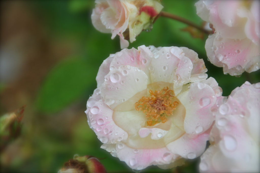 rose water