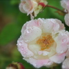 rose water