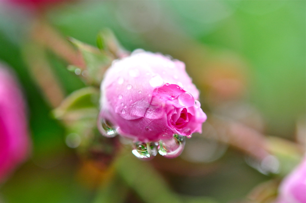 雨 と バラ 8