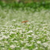 そばの花と蝶