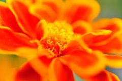 flower sun
