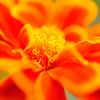 flower sun