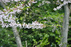 桜 降 る 日