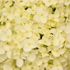 紫陽花