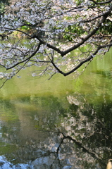 桜と桜