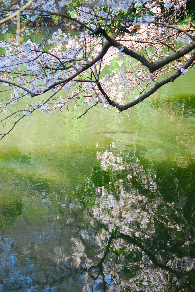 桜と桜