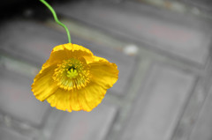 poppy