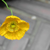 poppy