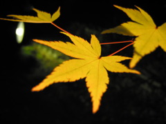 紅葉