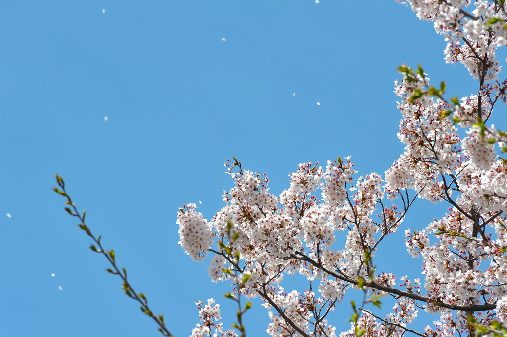 桜 降 る 日