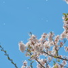 桜 降 る 日
