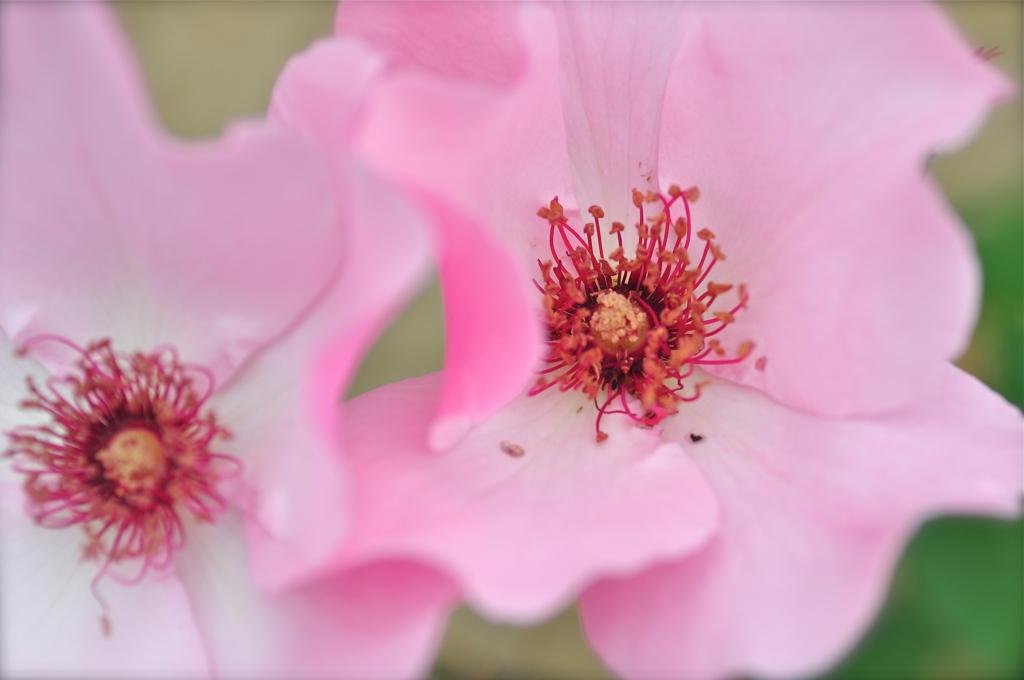 Dainty Bess