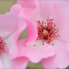 Dainty Bess