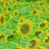 草原にヒマワリを咲かせて