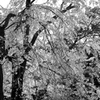 枝垂桜