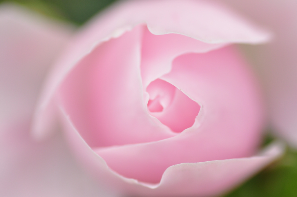 Rose ロゼ