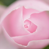 Rose ロゼ