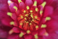 flower　Hanabi
