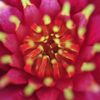 flower　Hanabi