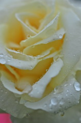 雨 と バラ 1