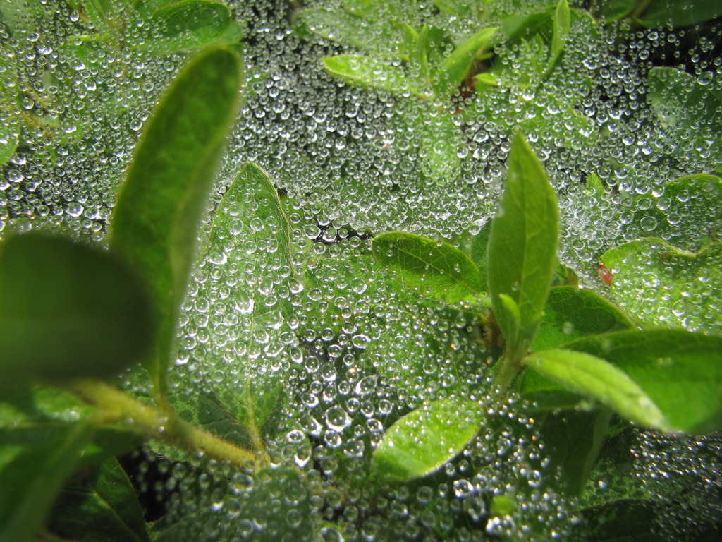 雨