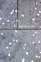 sakura drops