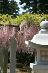 三大神社の藤の花