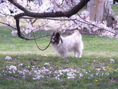公園。