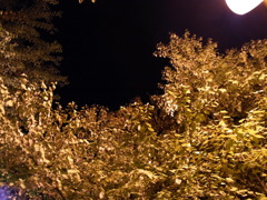 light up
