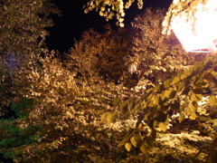 light up