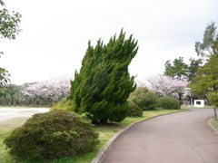 公園。