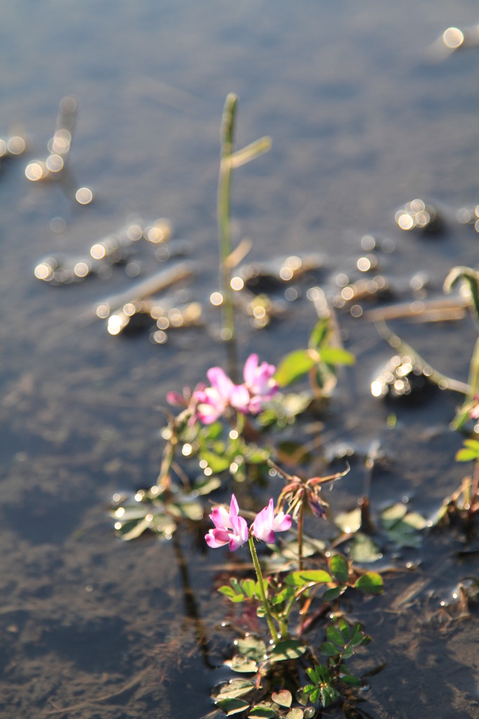 シロツメクサ