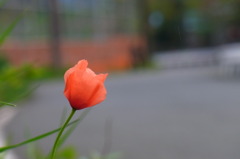 おそらく雛芥子