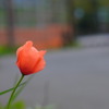 おそらく雛芥子