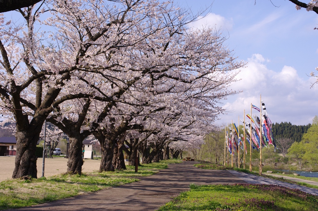 桜と鯉のぼり