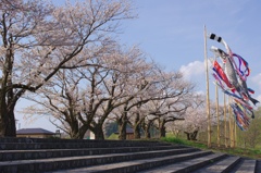 風と桜と鯉のぼり