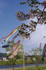 鯉のぼりと桜